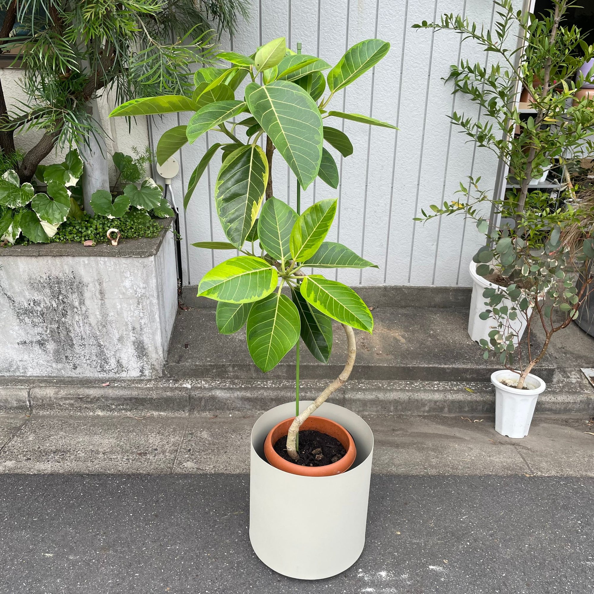 Ficus Altissima フィカス アルテシマ