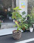 Ficus Altissima フィカス アルテシマ