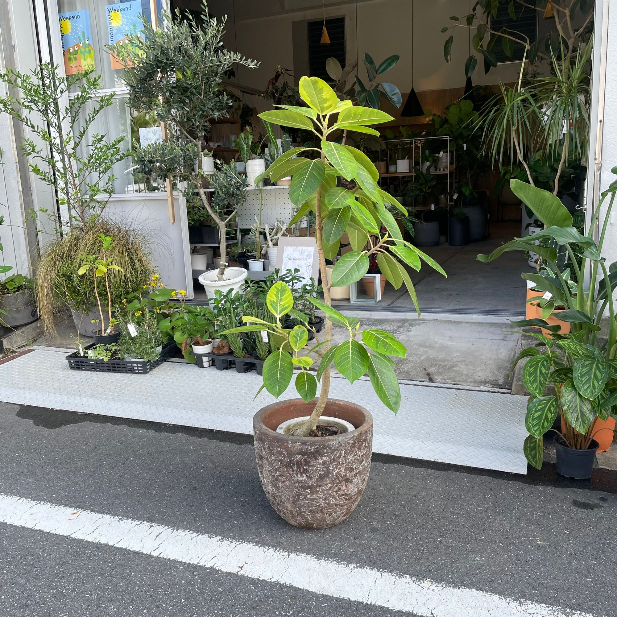Ficus Altissima フィカス アルテシマ