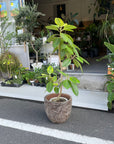 Ficus Altissima フィカス アルテシマ