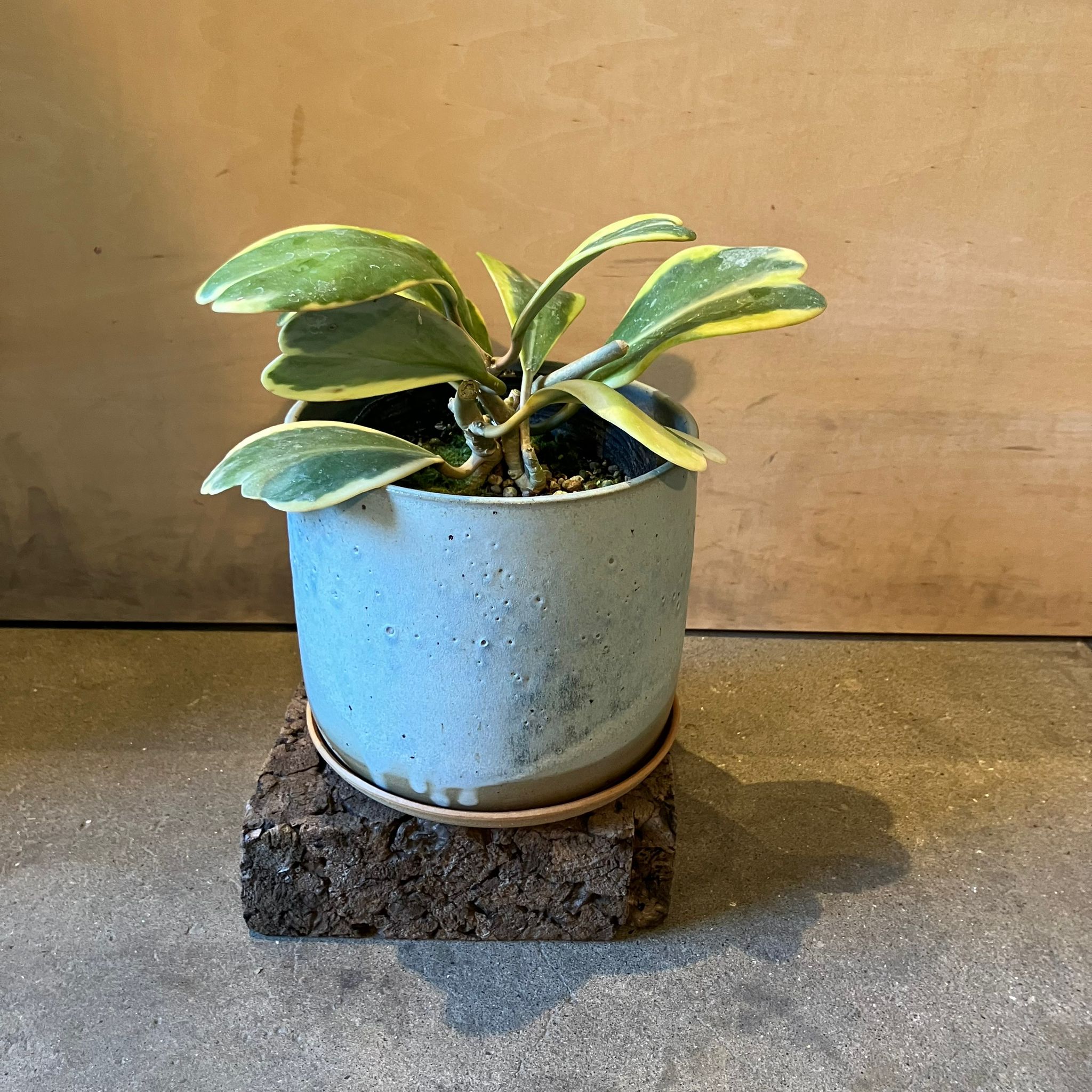 Hoya 