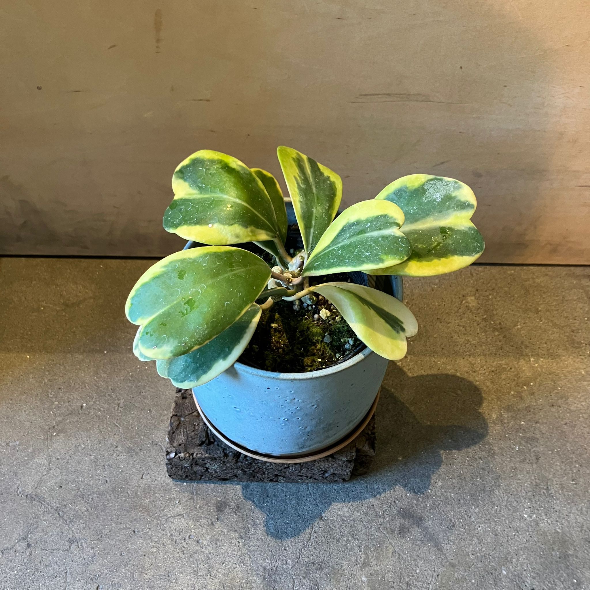 Hoya 