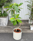 Ficus Altissima フィカス アルテシマ