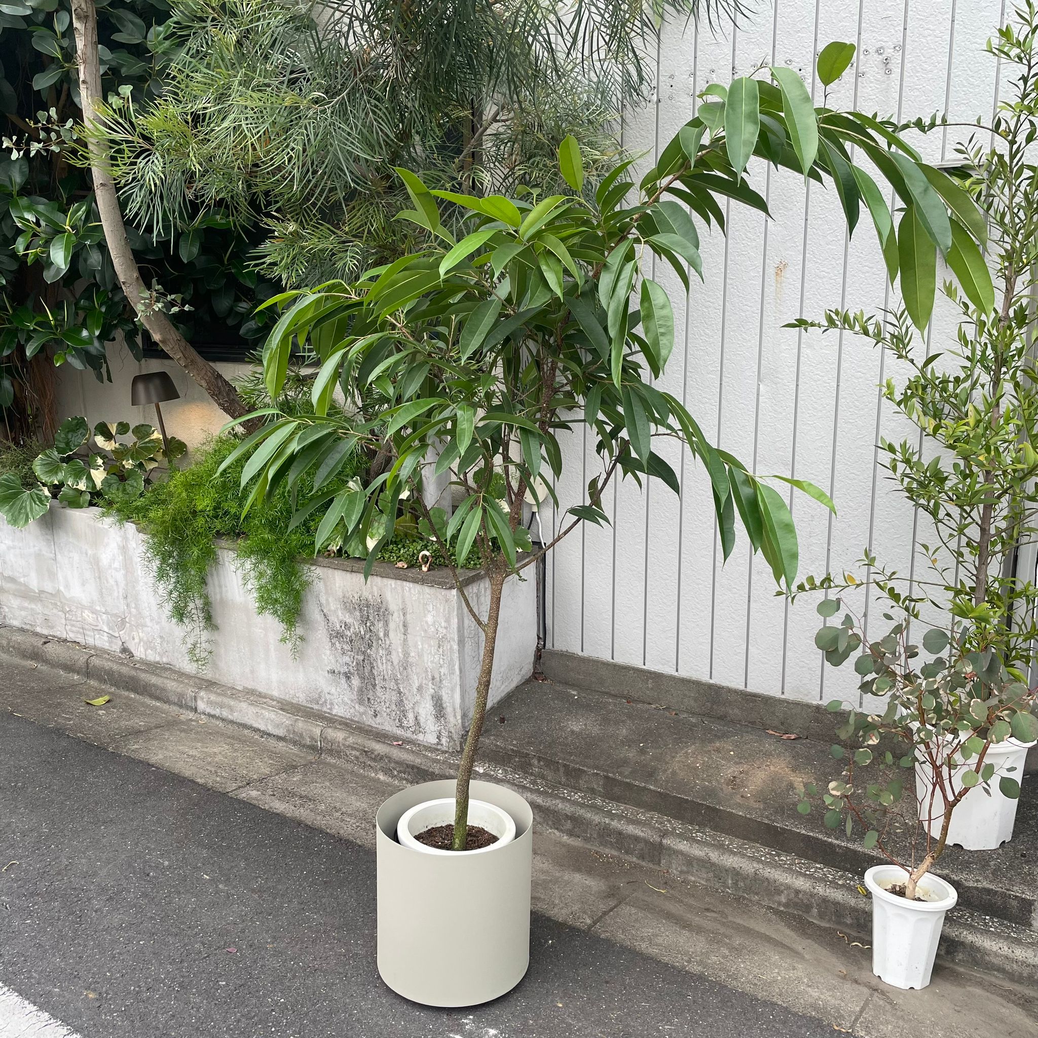 フィカス・アムステルキング I インドアプランツ I プラント