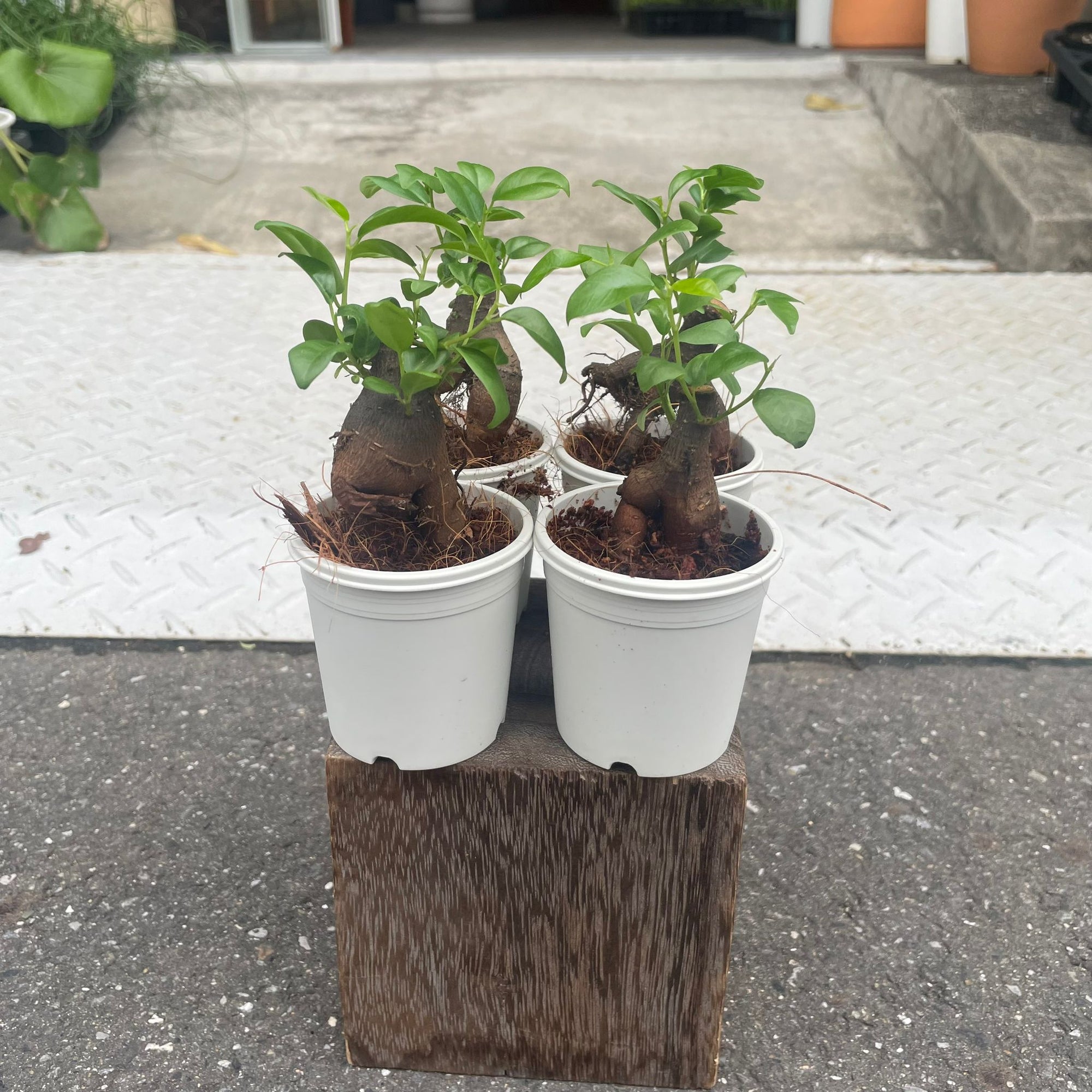Ficus microcarpa ガジュマル