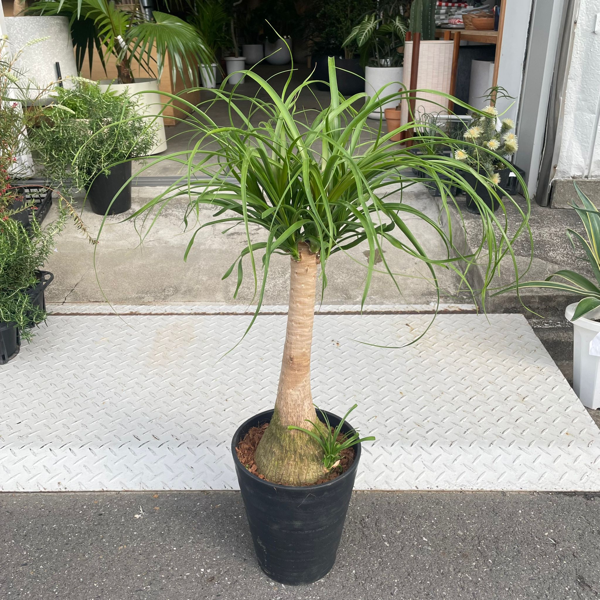 Ponytail Palm ポニーテールパーム トックリラン I インドアプランツ I
