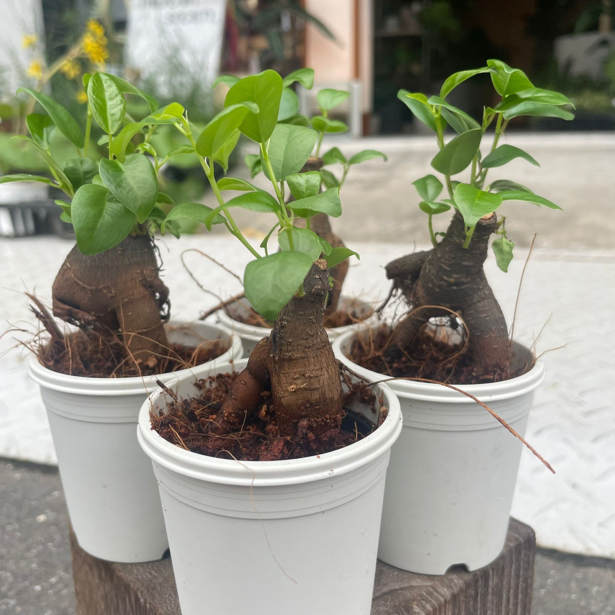 Ficus microcarpa ガジュマル