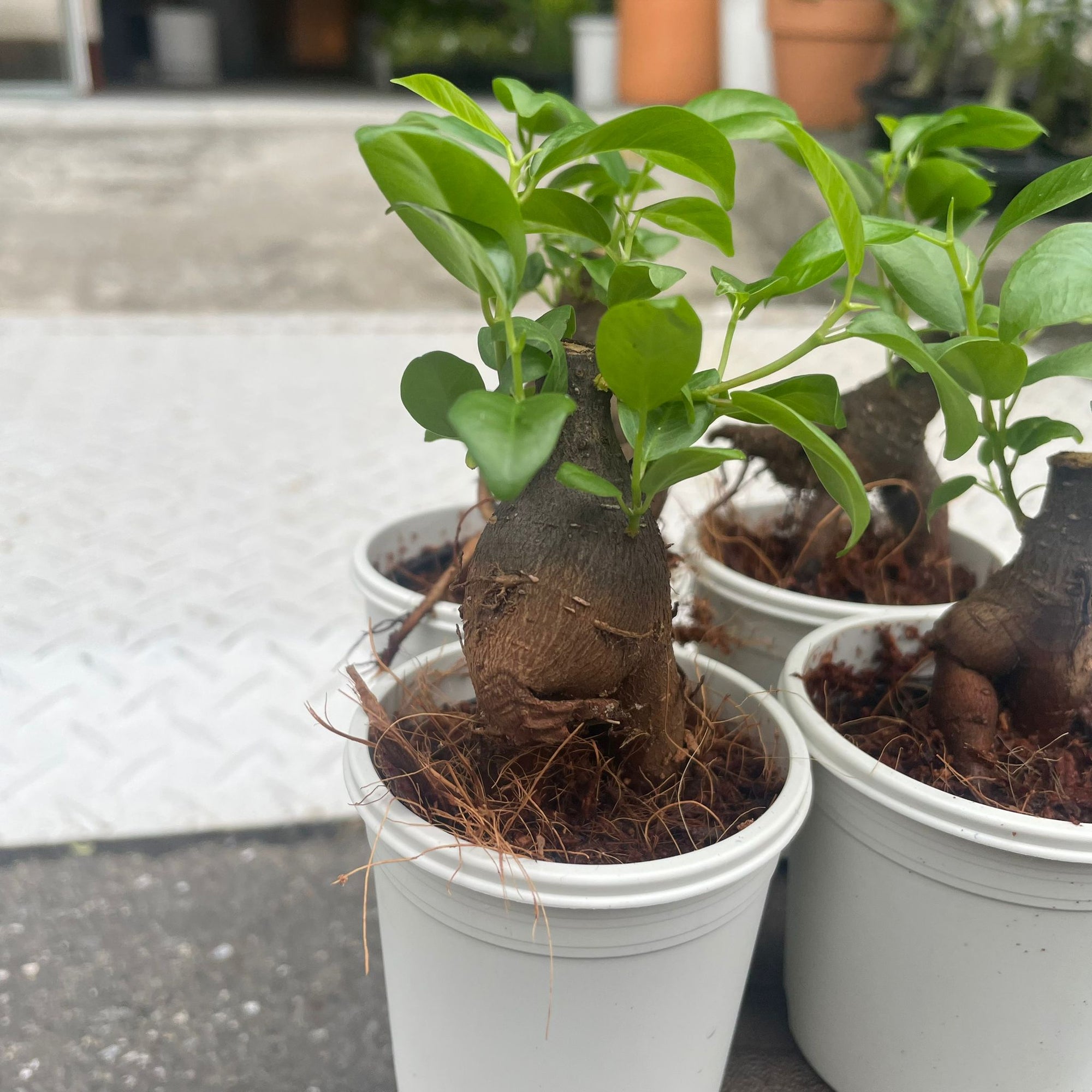 Ficus microcarpa ガジュマル