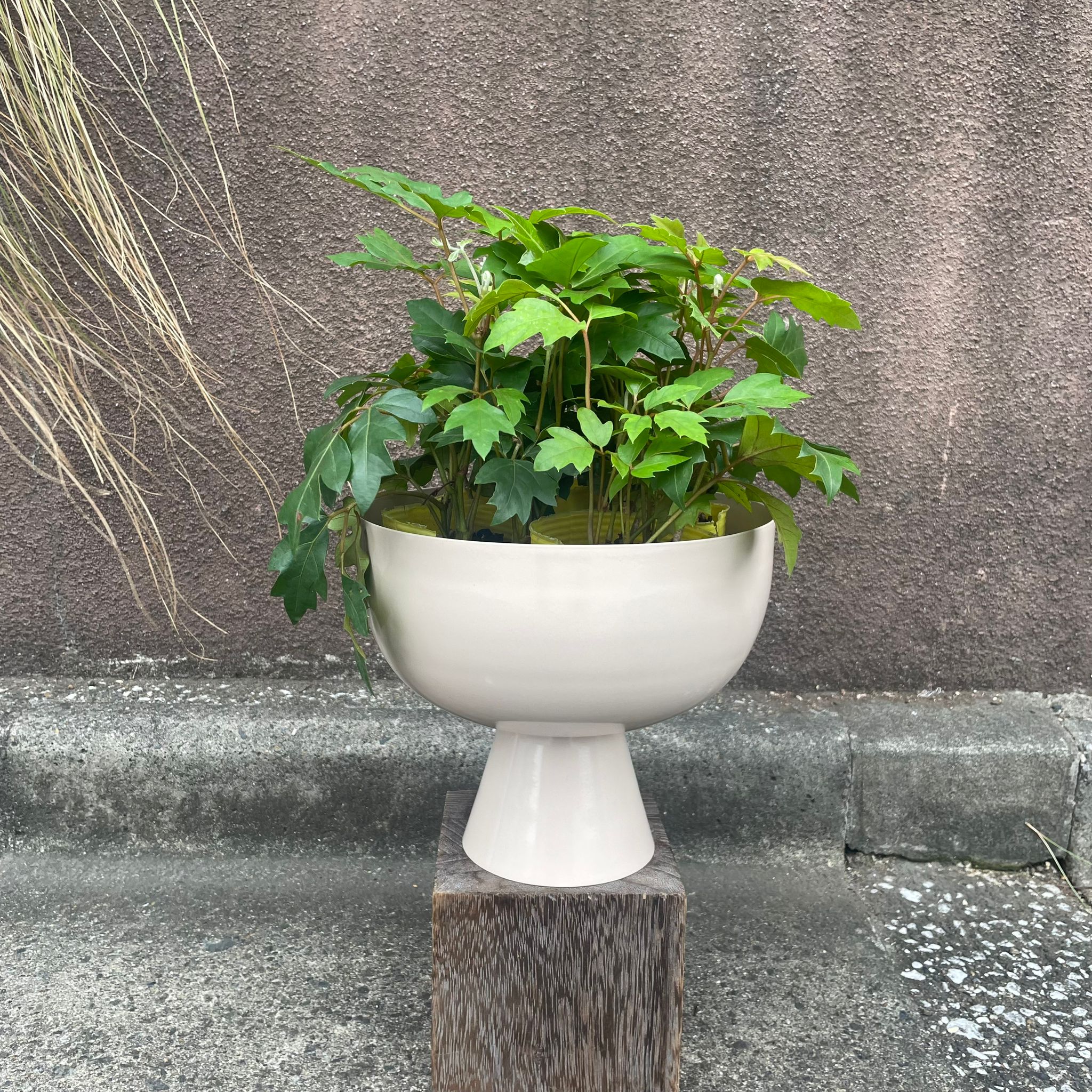 シッサス・エレンダニカ I インドアプランツ I プラントソサエティ