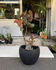 Variegated Rubber Plant (Ficus elastica 'Ruby') フィカス エラスティカ ルビー