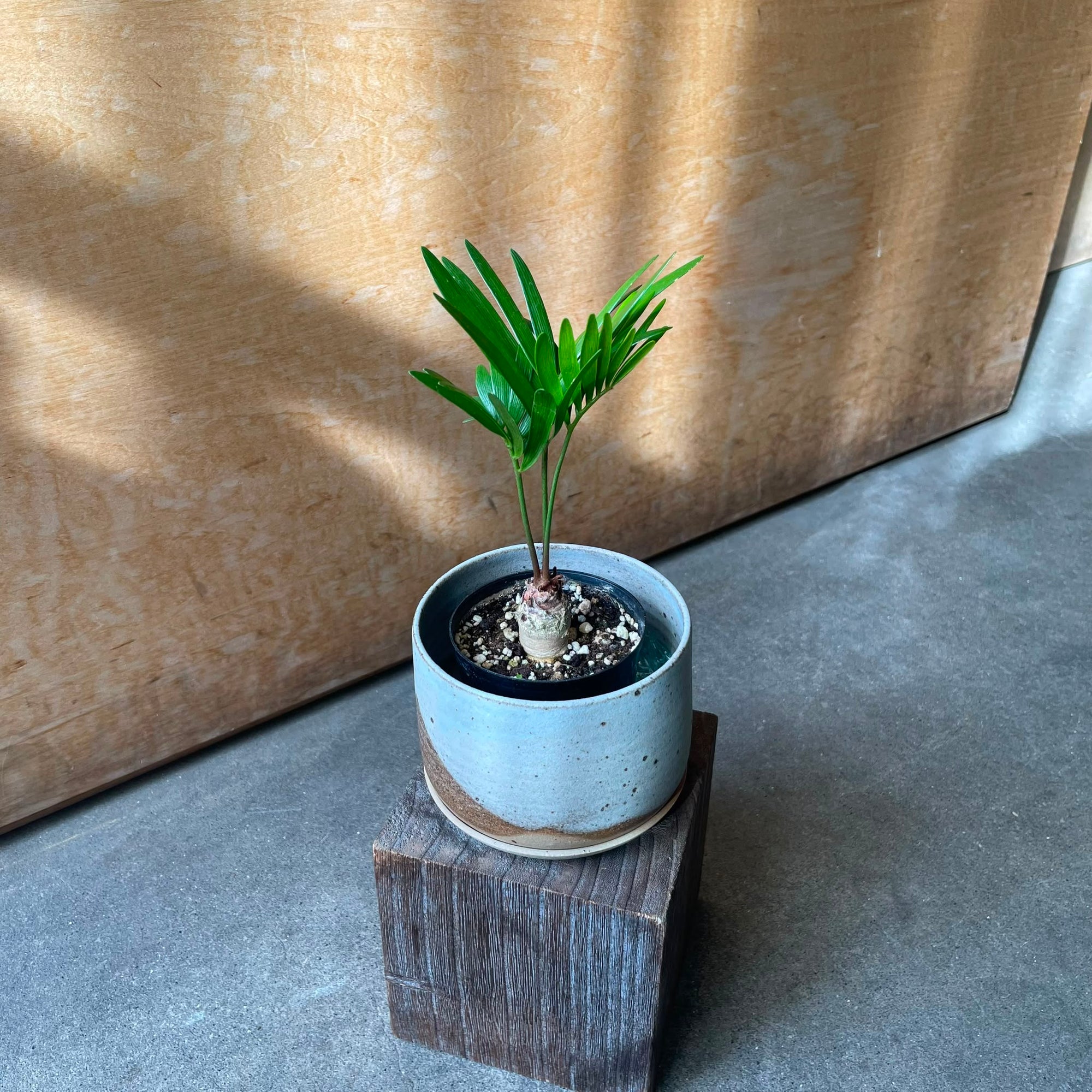 Zamia Floridana ザミア フロリダーナ