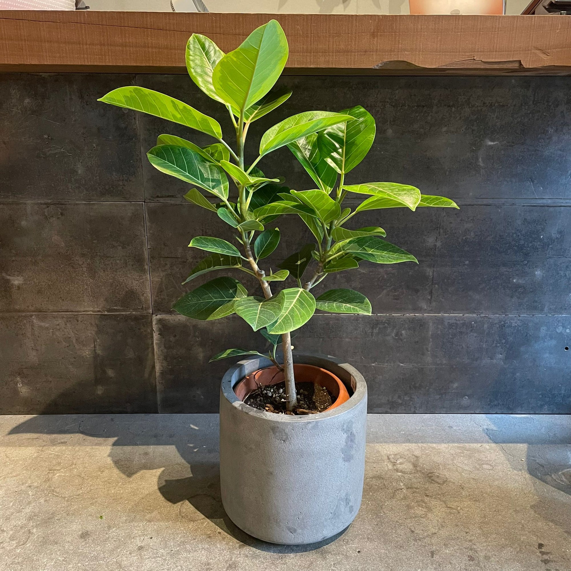 Ficus Altissima フィカス アルテシマ