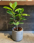 Ficus Altissima フィカス アルテシマ