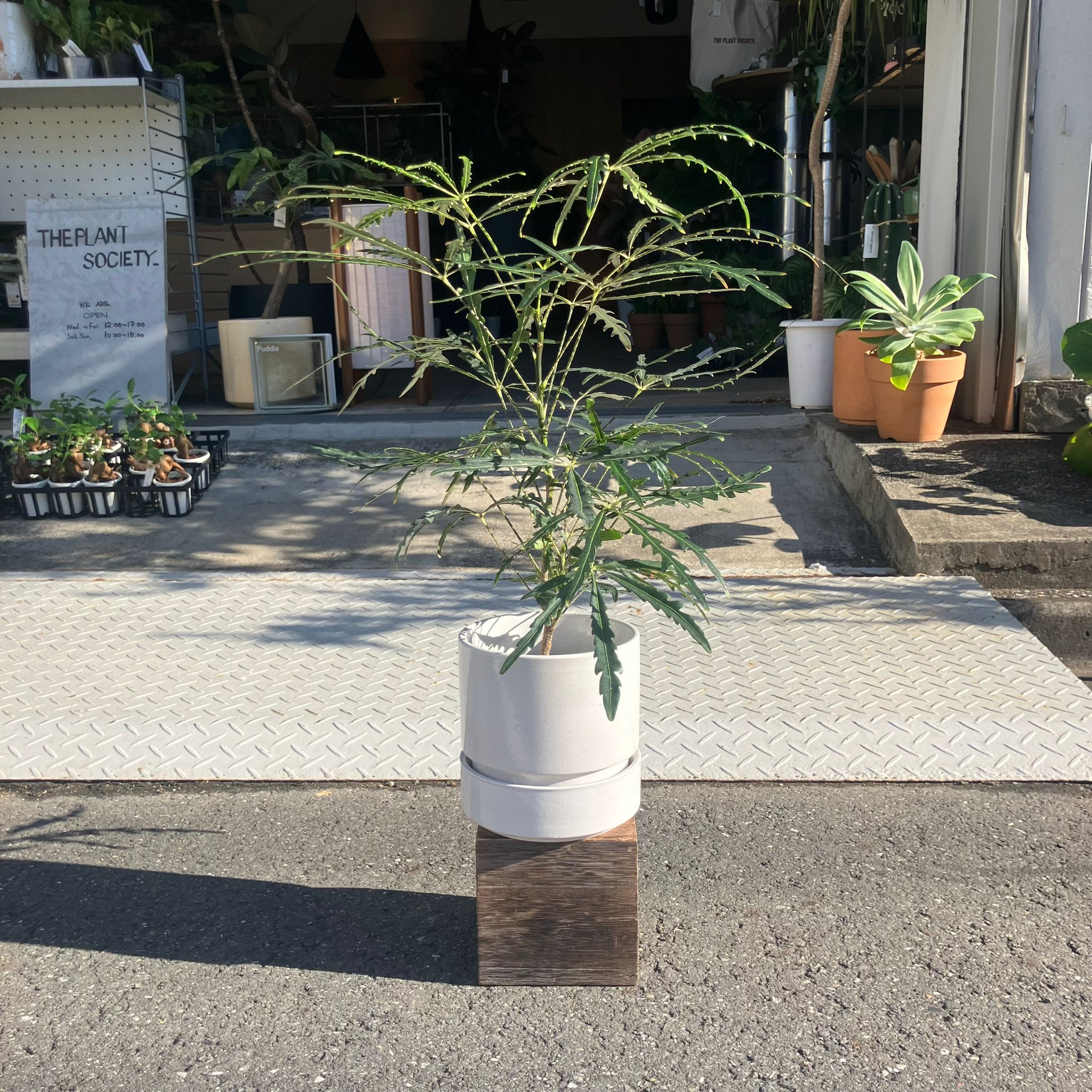 観葉植物A 人工 観葉植物 フェイク グリーン ハランスタイル H約155cm 店舗 装飾