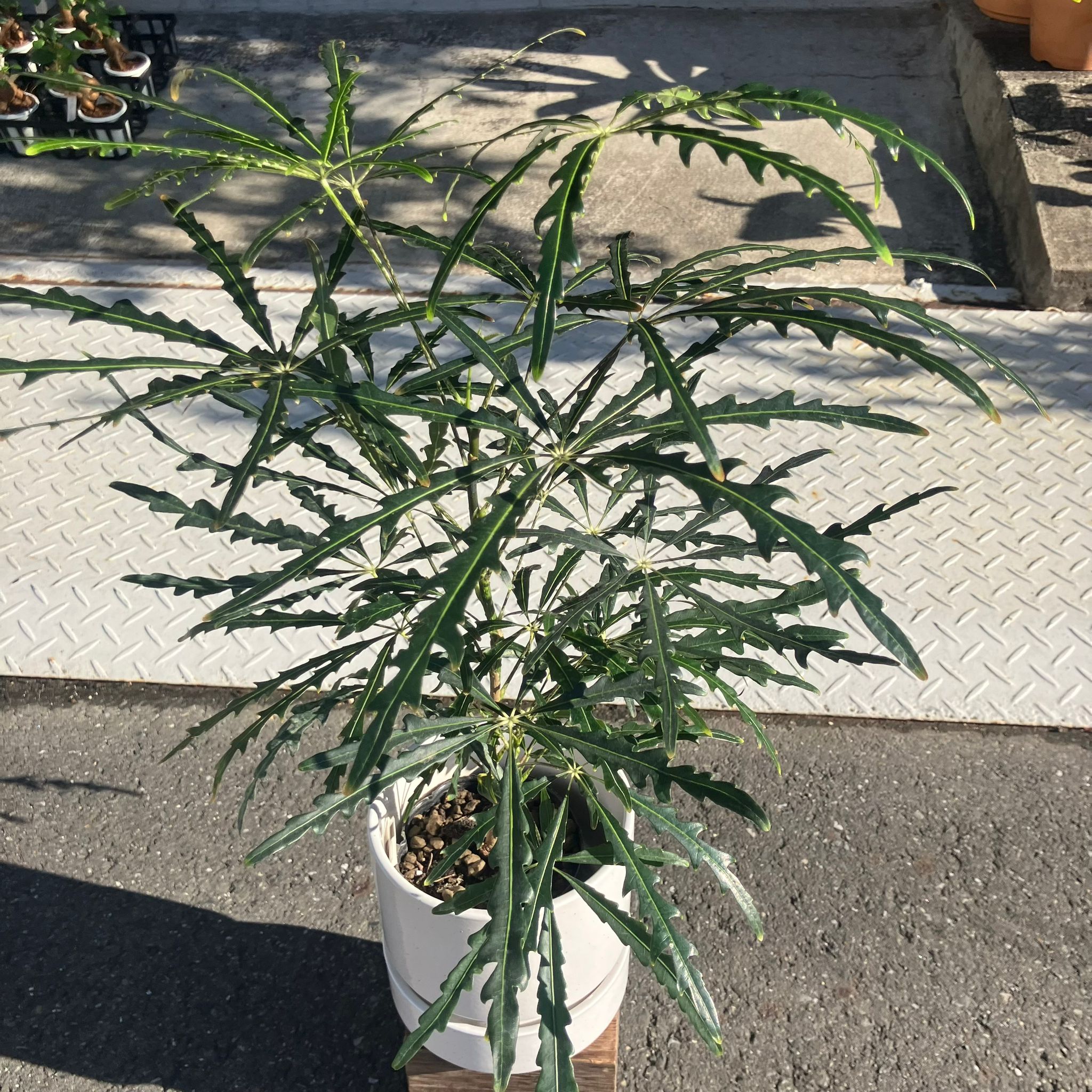 アラレヤ I インドアプランツ I プラントソサエティトーキョー