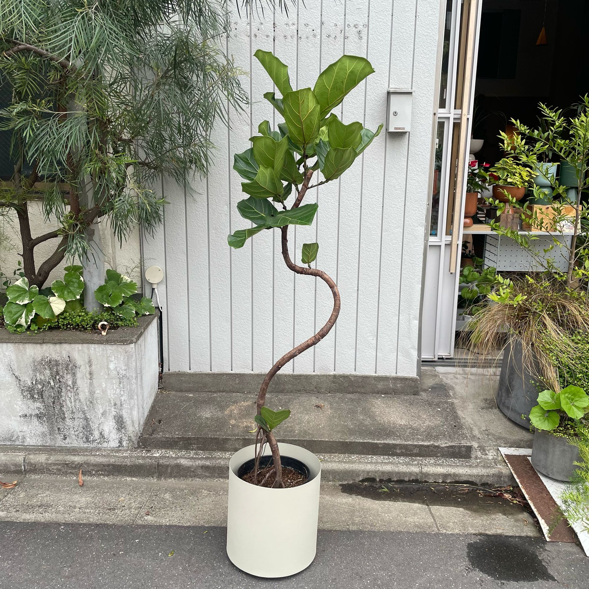 Fiddle Leaf Fig フィドル リーフ フィグ (カシワバゴムノキ)