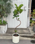 Fiddle Leaf Fig フィドル リーフ フィグ (カシワバゴムノキ)