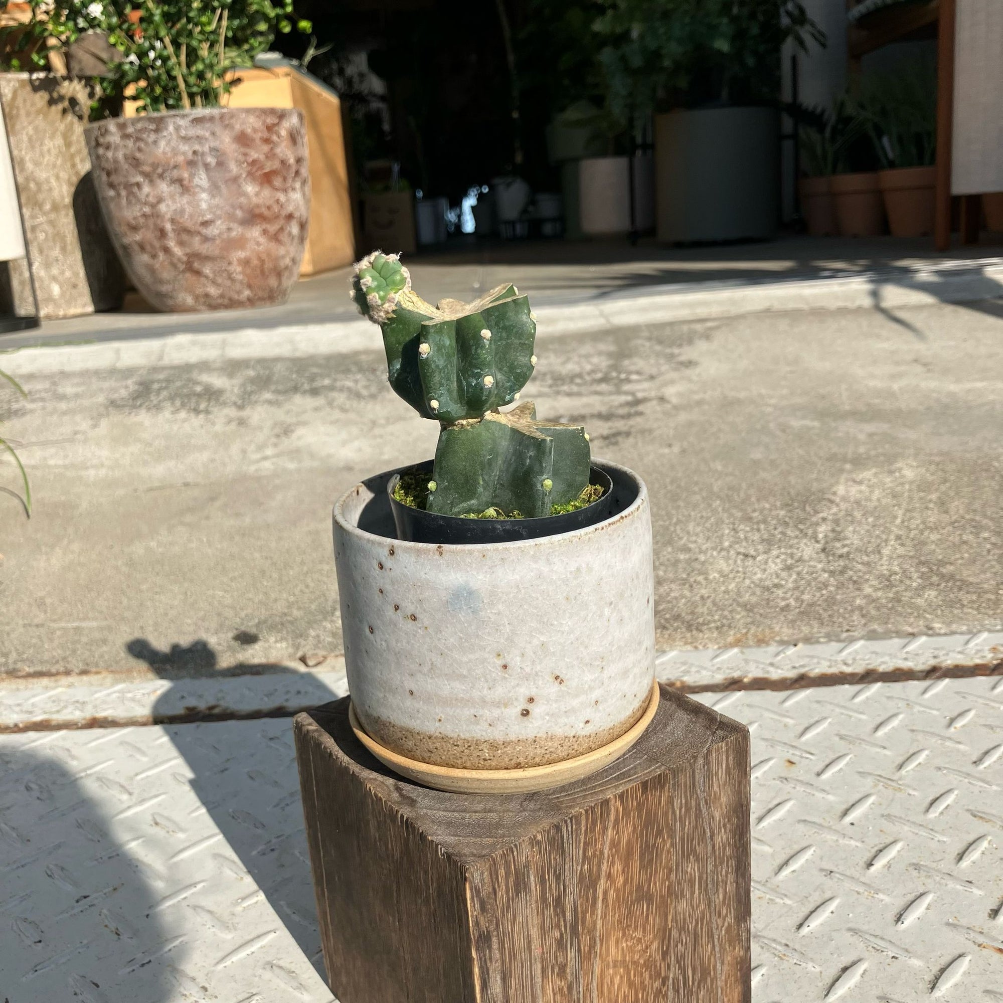 柱サボテン
