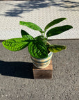 Monstera Shuttlecock  モンステラ・ジェイド・シャトルコック