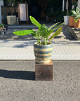 Monstera Shuttlecock  モンステラ・ジェイド・シャトルコック