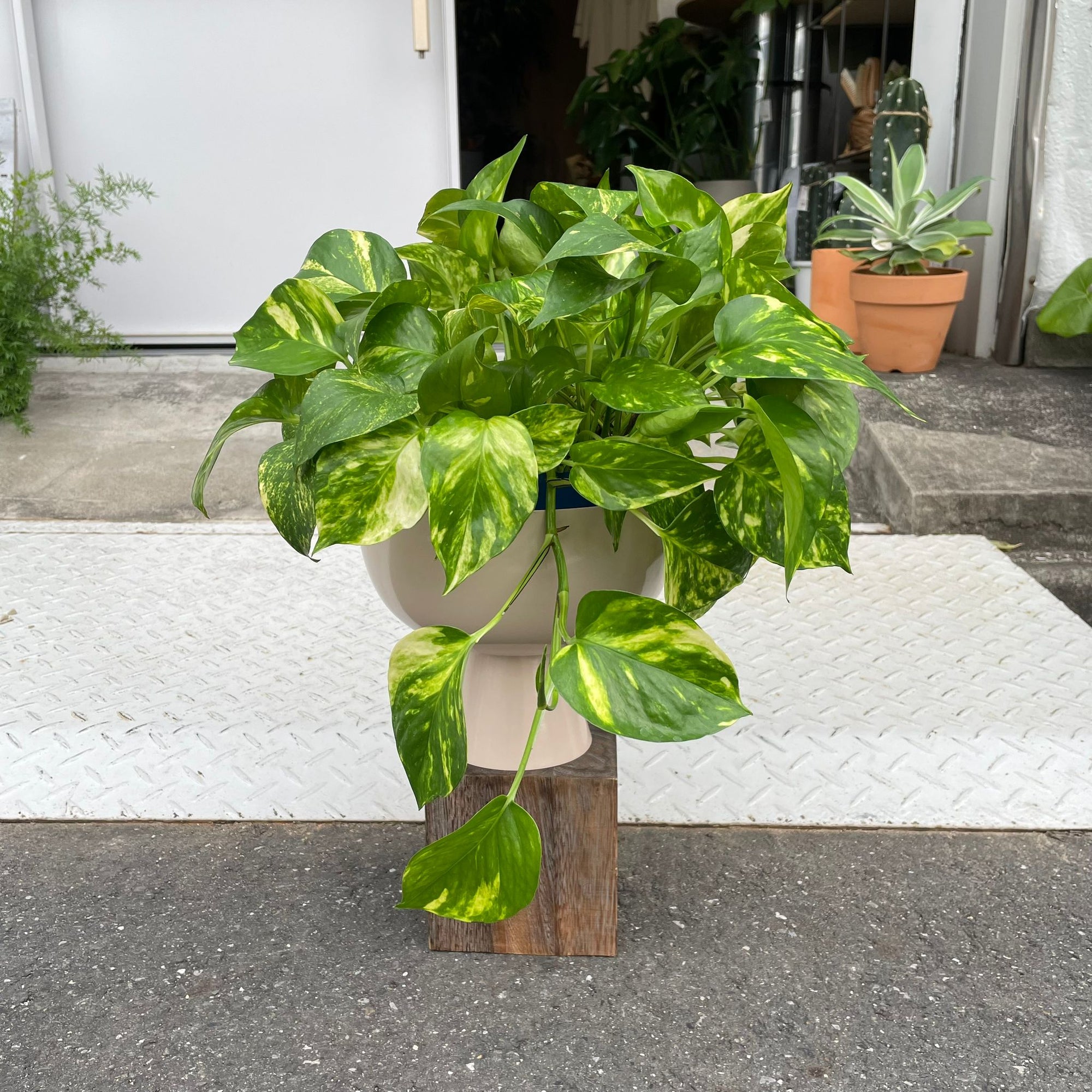 Pothos Devil&#39;s Ivy ポトス デビルズアイビー