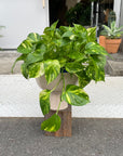 Pothos Devil's Ivy ポトス デビルズアイビー