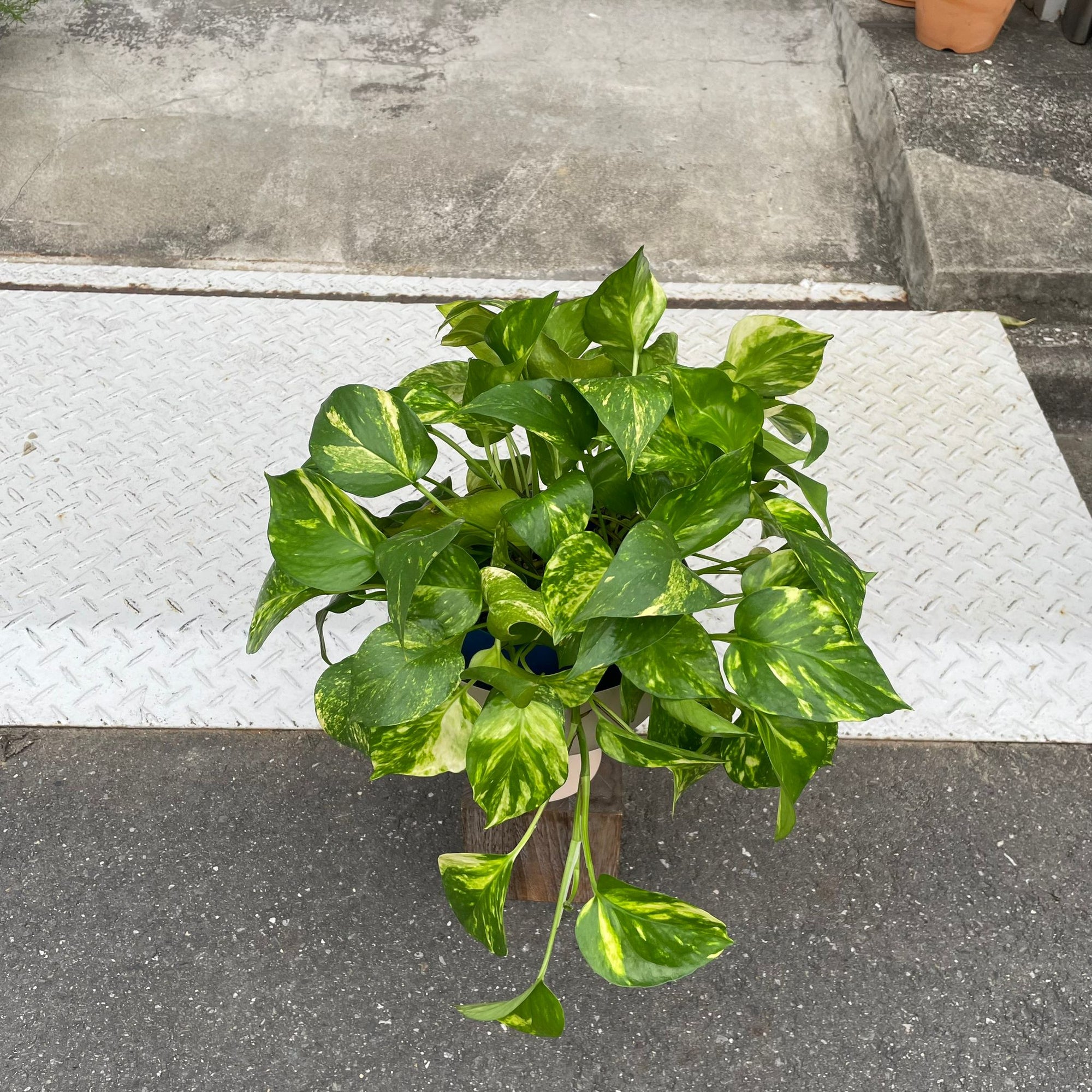 Pothos Devil&#39;s Ivy ポトス デビルズアイビー