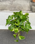 Pothos Devil's Ivy ポトス デビルズアイビー