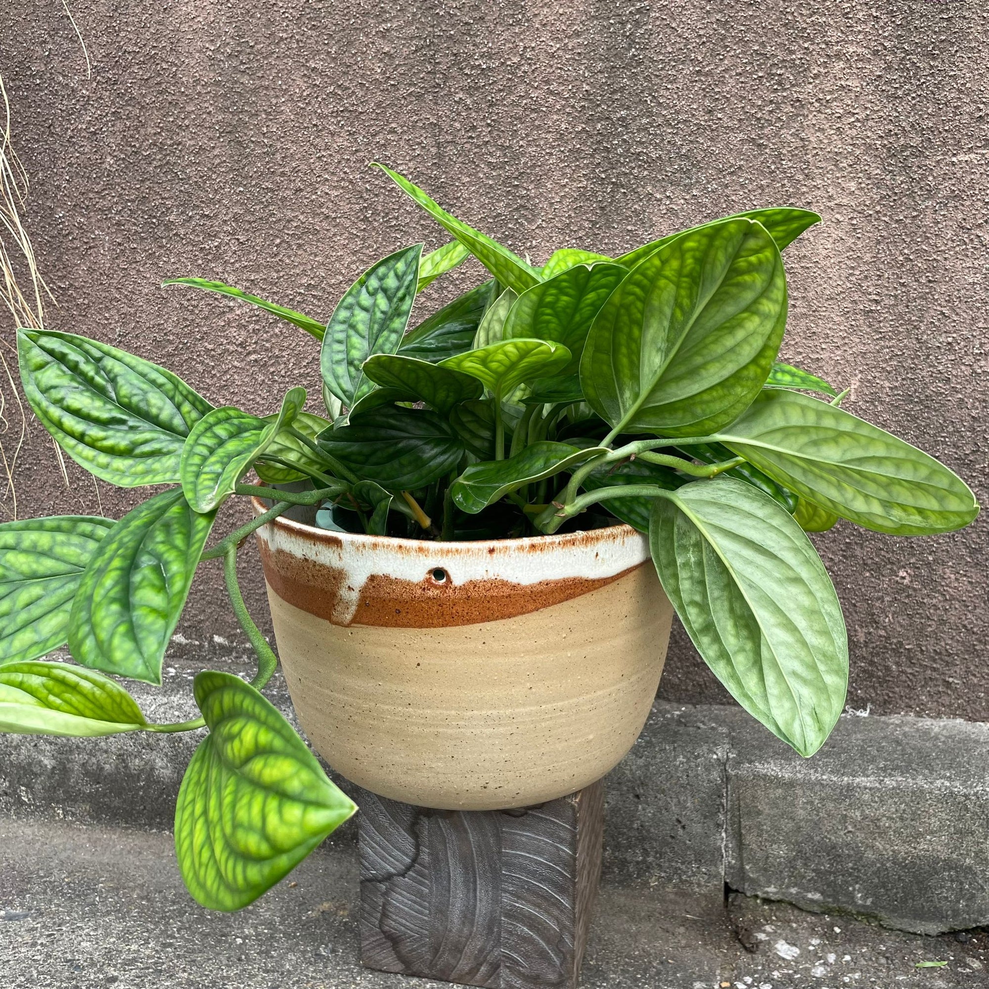 Monstera Shuttlecock  モンステラ・ジェイド・シャトルコック