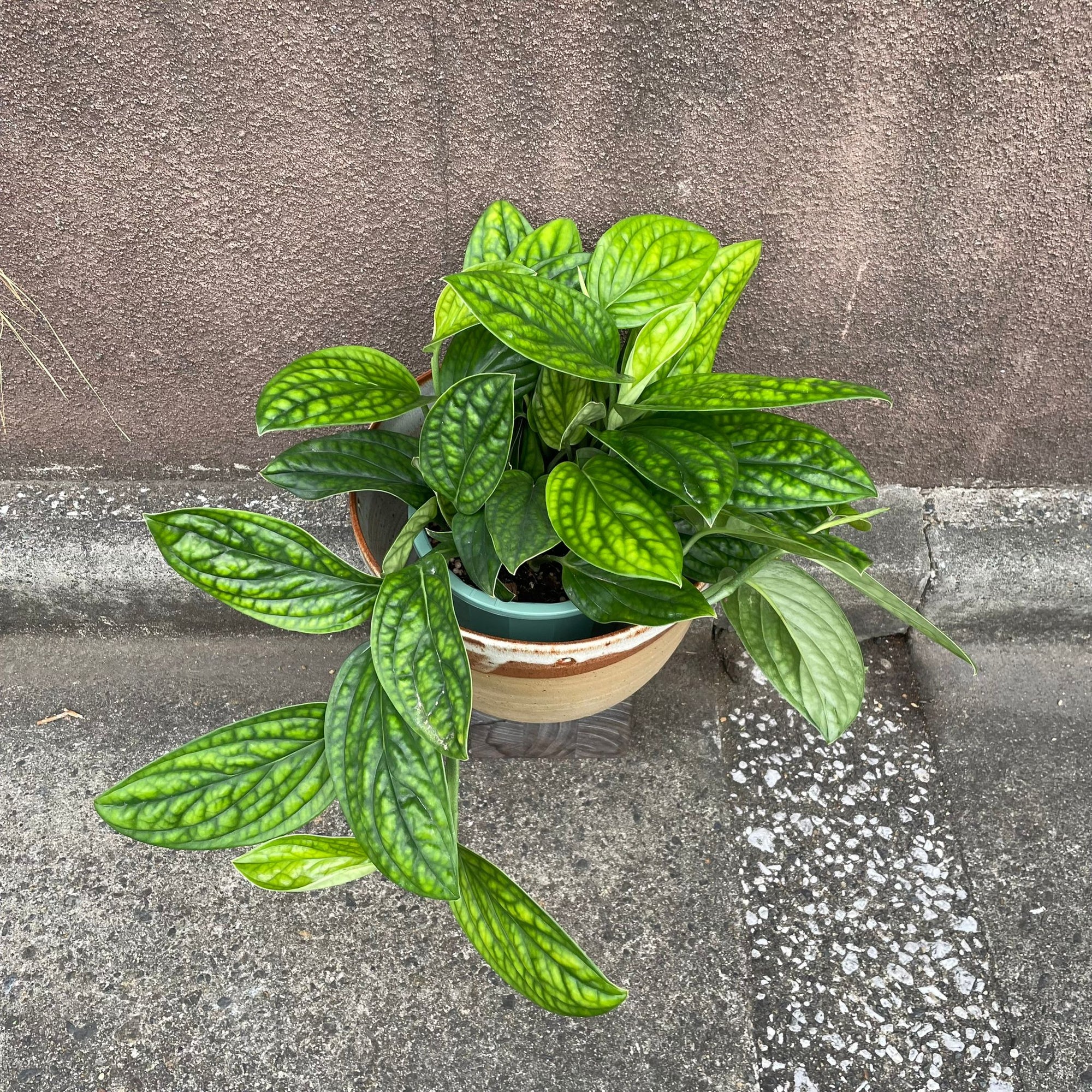 Monstera Shuttlecock  モンステラ・ジェイド・シャトルコック