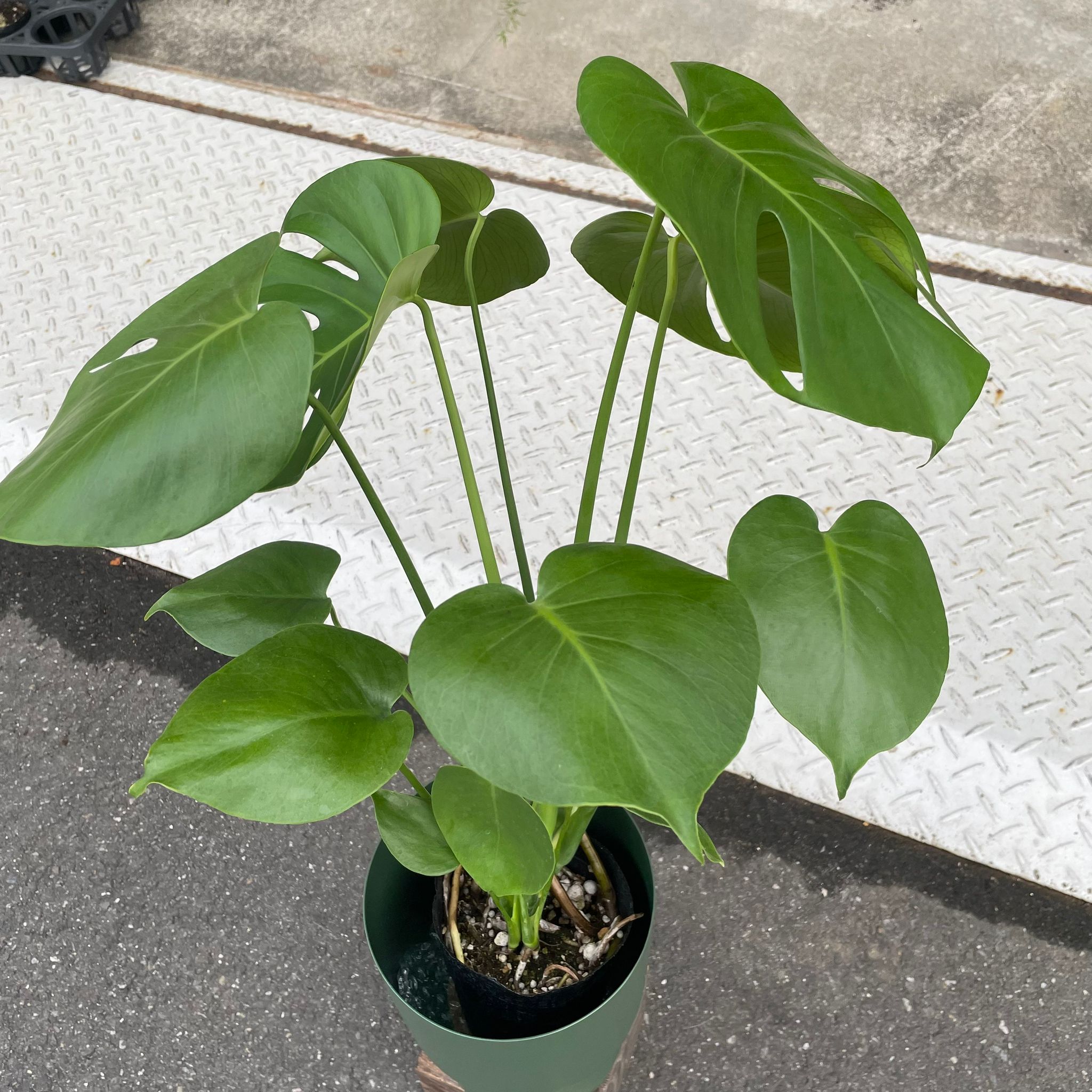 観葉植物　『モンステラ』 フルーツサラダプラント［モンステラ］ I インドアプランツ I プラント