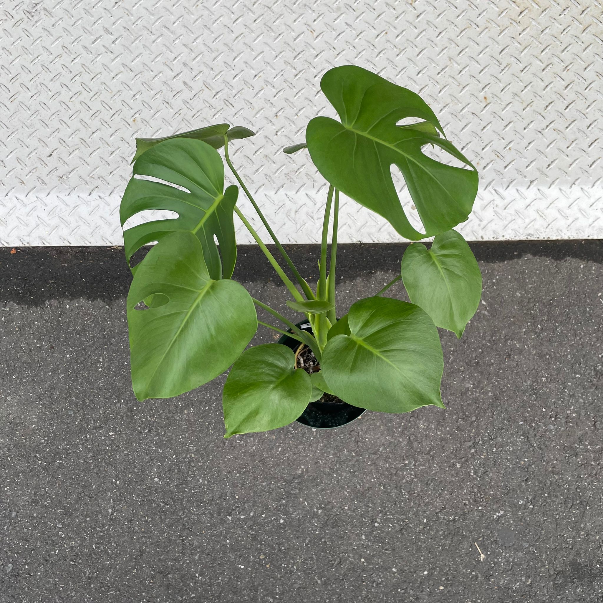 フルーツサラダプラント［モンステラ］ I インドアプランツ I プラント