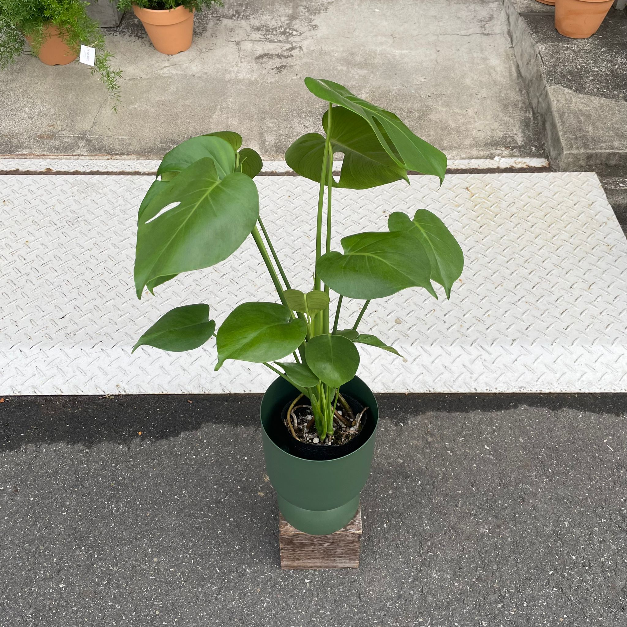 フルーツサラダプラント［モンステラ］ I インドアプランツ I プラント