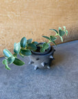 Hoya "Cumingiana" ホヤ クミンギアナ 斑入り