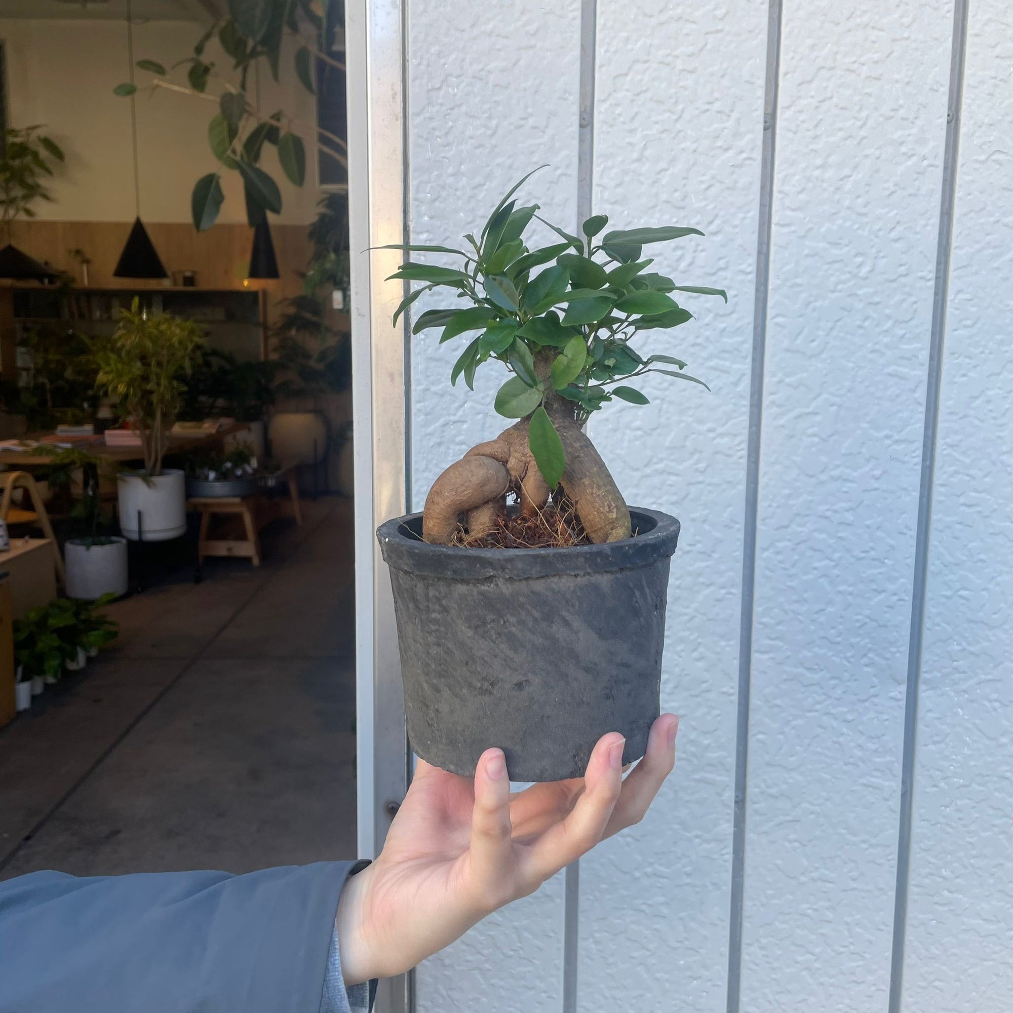 Amalfi Terracotta Planter アマルフィ テラコッタプランター