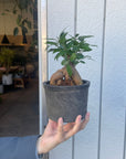 Amalfi Terracotta Planter アマルフィ テラコッタプランター