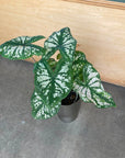 Caladium Assorted カラジウム アソート