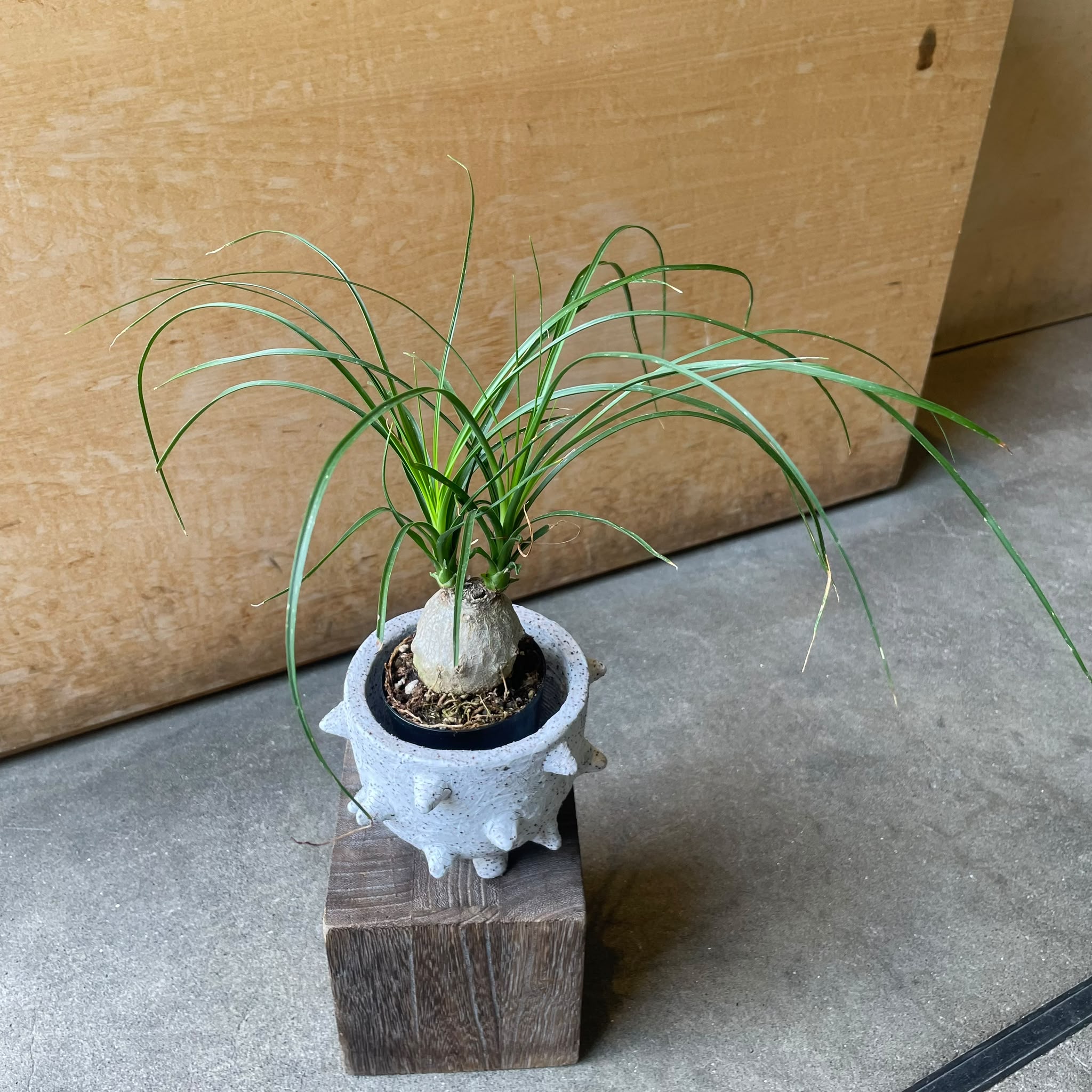 Ponytail Palm ポニーテールパーム トックリラン I インドアプランツ I