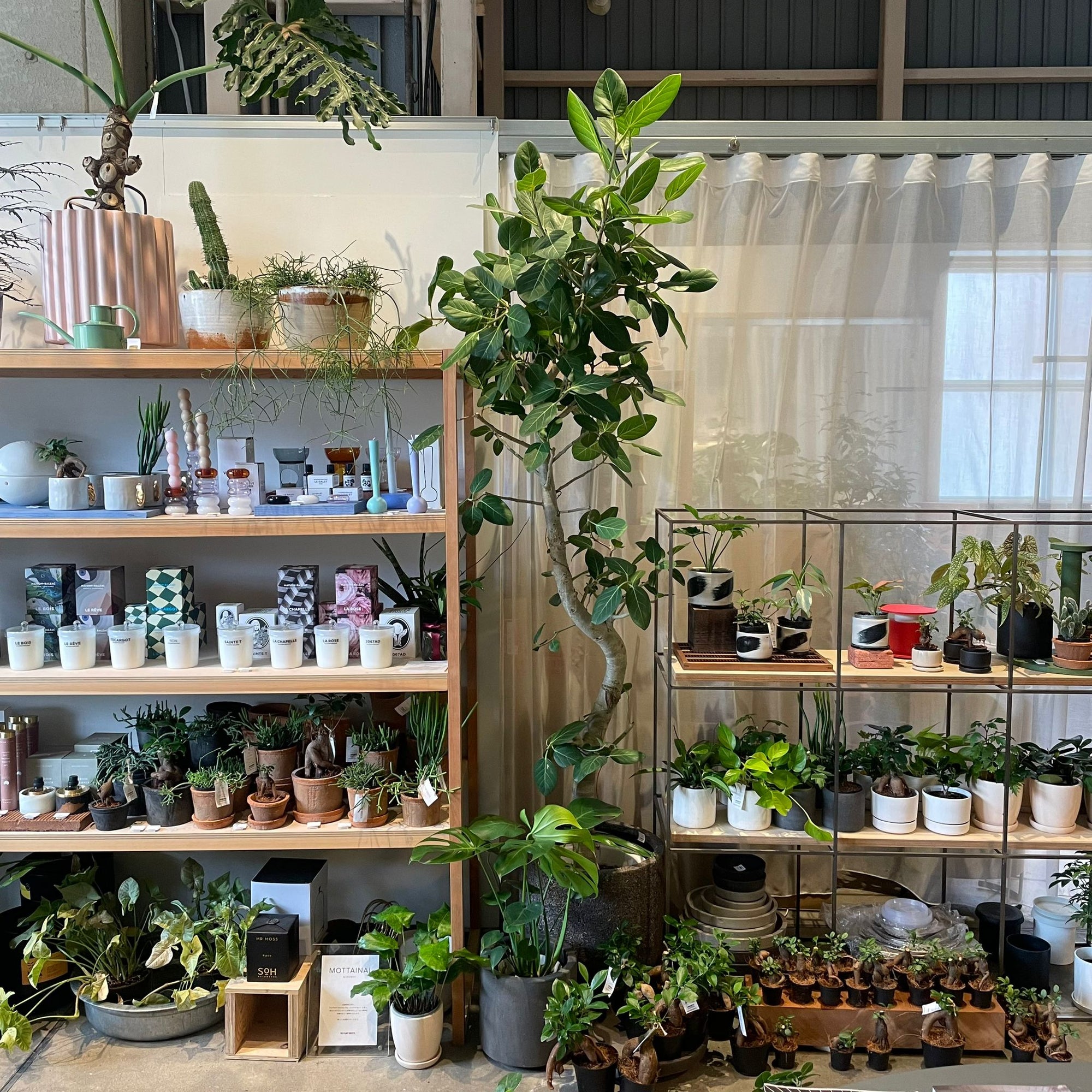 Ficus Audrey (Ficus benghalensis) フィカス  ベンガレンシス