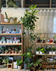 Ficus Audrey (Ficus benghalensis) フィカス  ベンガレンシス
