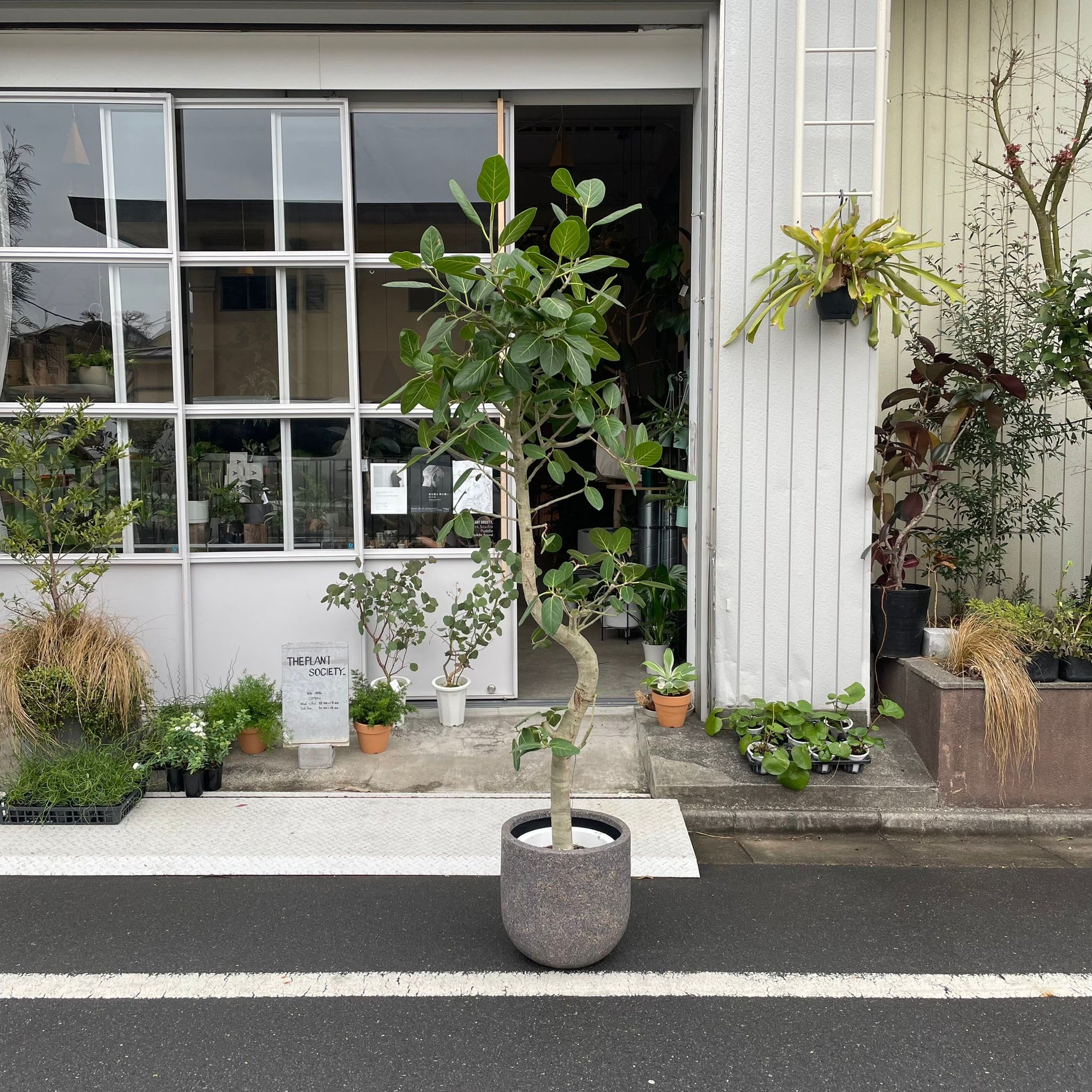 Ficus Audrey (Ficus benghalensis) フィカス  ベンガレンシス
