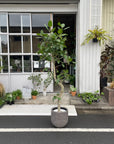 Ficus Audrey (Ficus benghalensis) フィカス  ベンガレンシス