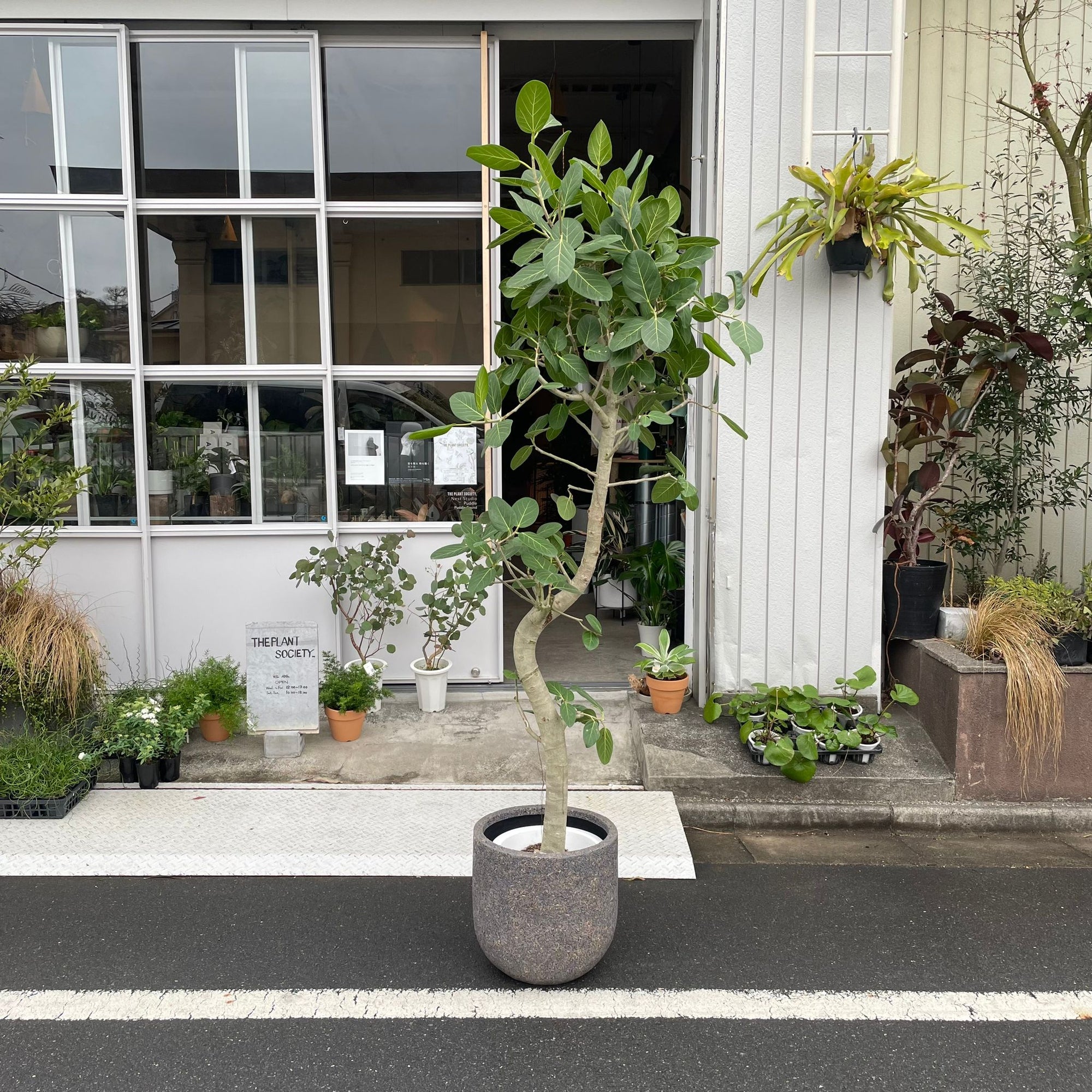 Ficus Audrey (Ficus benghalensis) フィカス  ベンガレンシス