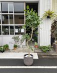 Ficus Audrey (Ficus benghalensis) フィカス  ベンガレンシス