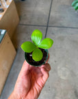 Sago Cycas（Zamia）ザミア