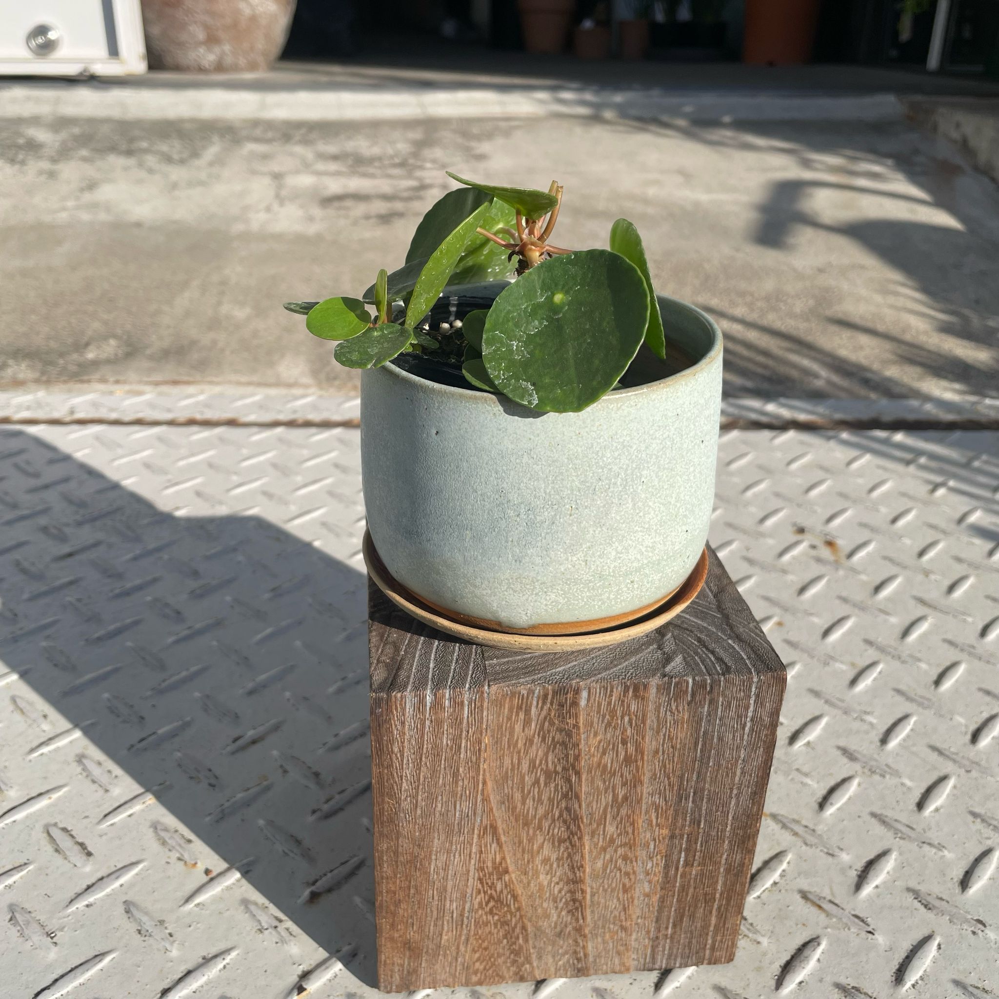 Pilea Peperomioides/Chinese Money Plant ピレア・ペペロミオイデス I