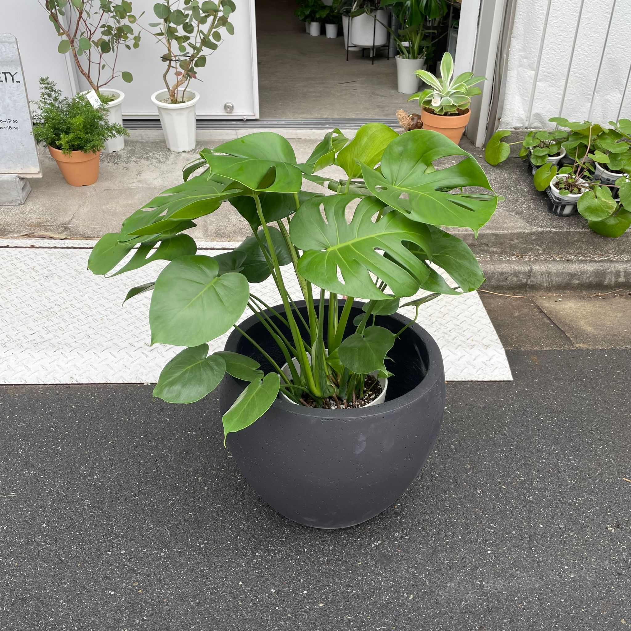 フルーツサラダプラント［モンステラ］ I インドアプランツ I プラント