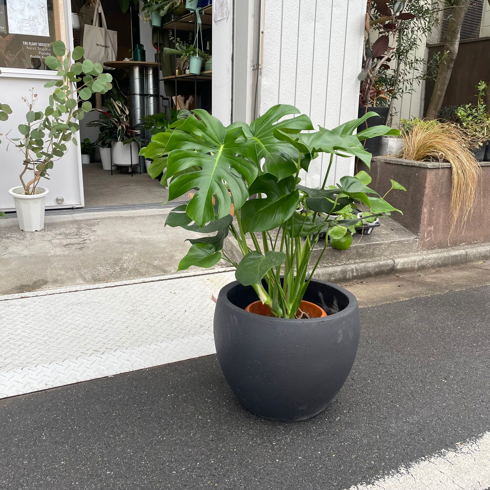 Fruit Salad Plant (Monstera deliciosa)  モンステラ デリシオーサ