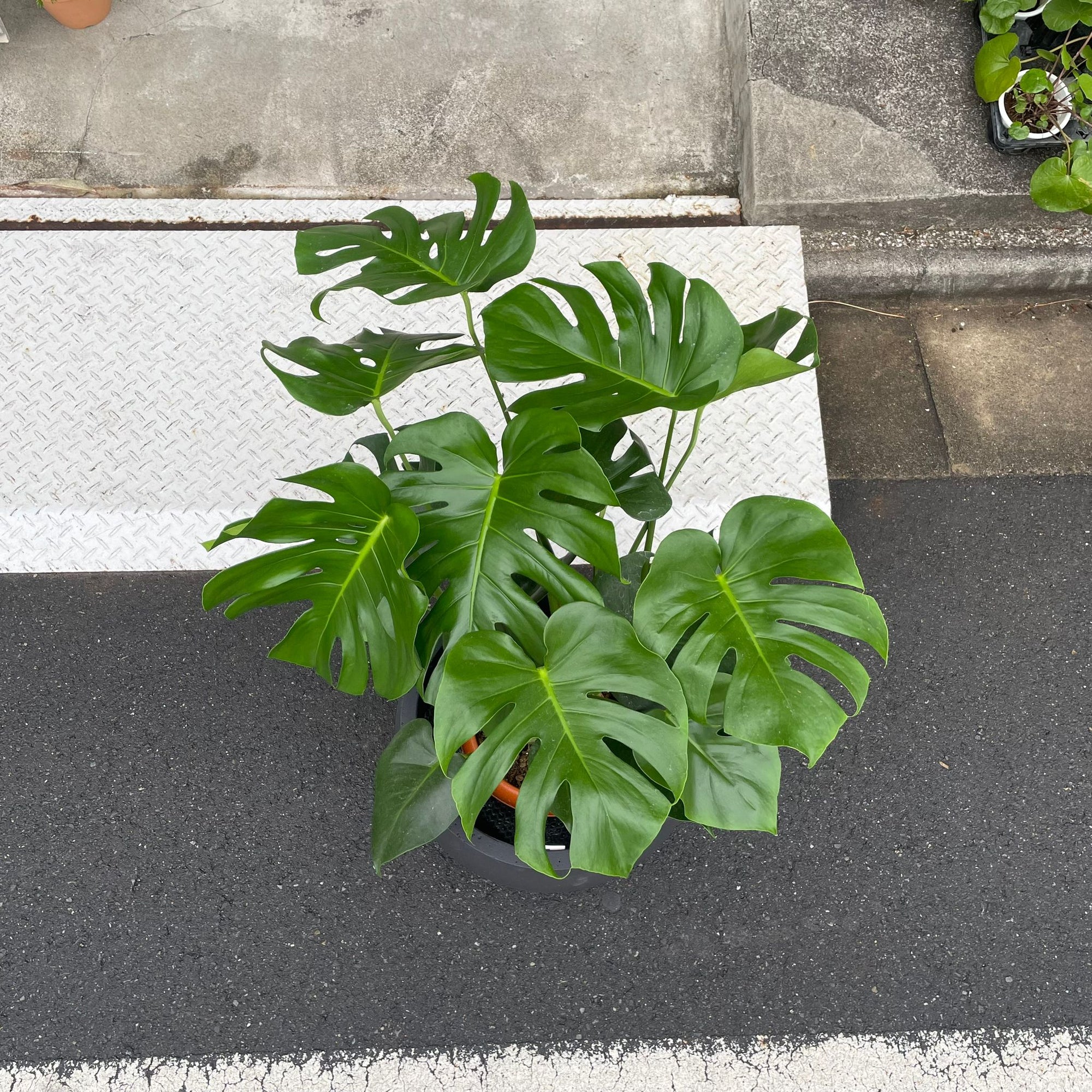 Fruit Salad Plant (Monstera deliciosa)  モンステラ デリシオーサ