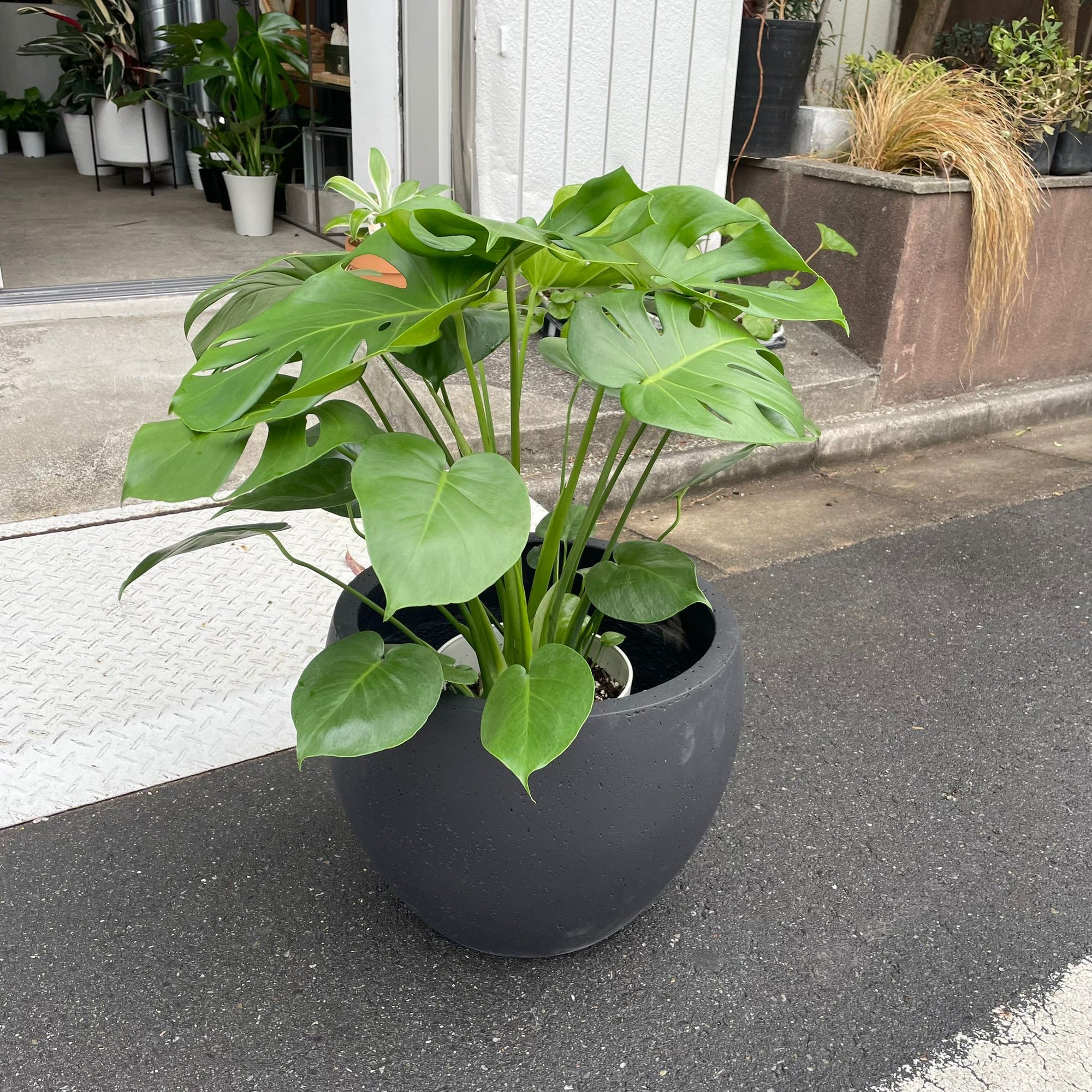 Fruit Salad Plant (Monstera deliciosa)  モンステラ デリシオーサ